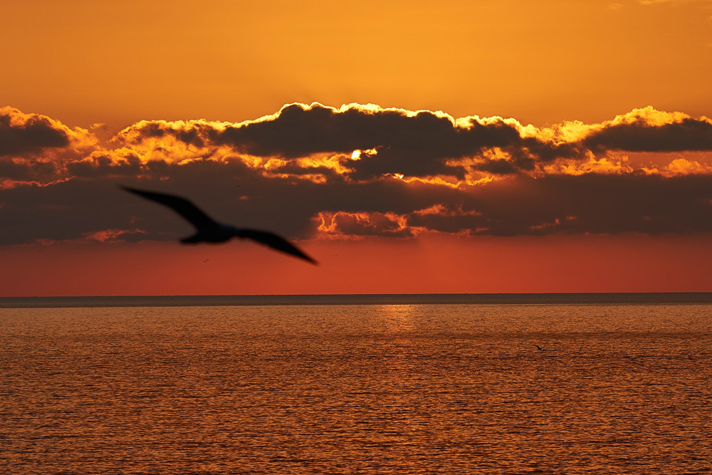 Thoughts about birds on a winter afternoon